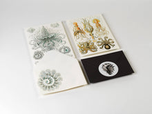 Load image into Gallery viewer, Art Forms In Nature Letter Writing Set