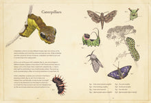 Load image into Gallery viewer, Sensational Butterflies