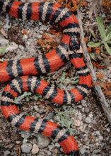 Load image into Gallery viewer, California Snakes and How to Find Them