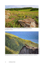 Load image into Gallery viewer, California Lizards and How to Find Them