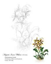 Load image into Gallery viewer, Drawn by a Lady: Early Women Illustrators Coloring Book