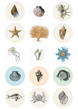 Load image into Gallery viewer, Natural History Label Sticker & Tape Book
