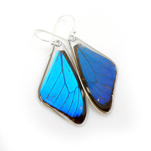 Load image into Gallery viewer, Morpho Aega Butterly Earrings