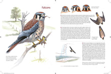 Load image into Gallery viewer, What It's Like to Be a Bird