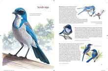 Load image into Gallery viewer, What It's Like to Be a Bird