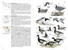 Load image into Gallery viewer, National Geographic Field Guide Birds of N. America 7th Edition