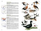 Load image into Gallery viewer, National Geographic Field Guide Birds of N. America 7th Edition