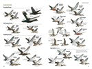 Load image into Gallery viewer, National Geographic Field Guide Birds of N. America 7th Edition