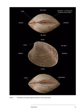 Load image into Gallery viewer, Bivalve Seashells of Western South America: Marine Bivalve Mollusks from Northern Perú to Southern Chile