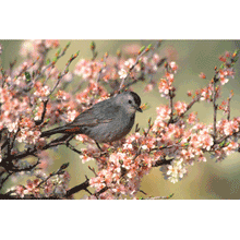 Load image into Gallery viewer, What Bird Am I?