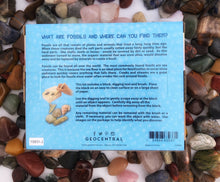 Load image into Gallery viewer, Discover: Fossil Dig Kit
