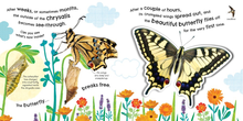 Load image into Gallery viewer, How Does a Butterfly Grow?