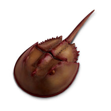 Load image into Gallery viewer, Horseshoe Crab Wild Safari
