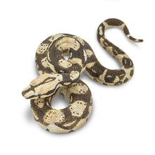 Load image into Gallery viewer, Boa Contrictor Wild Safari
