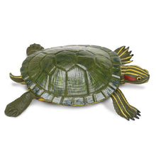 Load image into Gallery viewer, Red-Eared Slider Turtle Wild Safari
