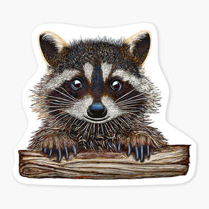 Rocky Raccoon Sticker