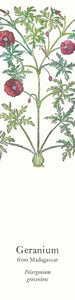 Biblio-Scents Bookmarks