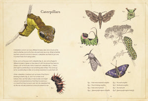 Sensational Butterflies