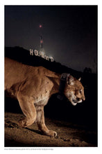 Load image into Gallery viewer, When Mountain Lions are Neighbors

