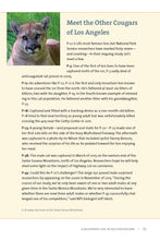 Load image into Gallery viewer, When Mountain Lions are Neighbors
