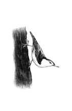 Load image into Gallery viewer, The Birds in the Oaks
