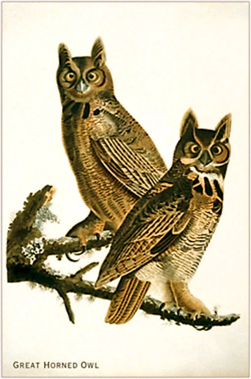 Great Horned Owls Postcard