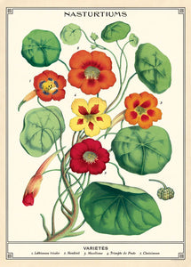 Nasturtiums Wrap