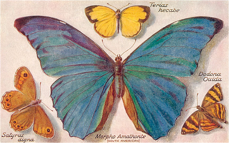 Varieties of Butterfly Postcard