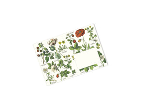 Botanical C6-Envelopes