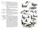 Load image into Gallery viewer, National Geographic Field Guide Birds of N. America 7th Edition
