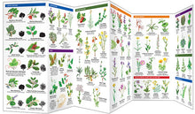 Load image into Gallery viewer, Pocket Naturalist Guides
