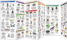 Load image into Gallery viewer, Pocket Naturalist Guides
