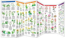 Load image into Gallery viewer, Pocket Naturalist Guides
