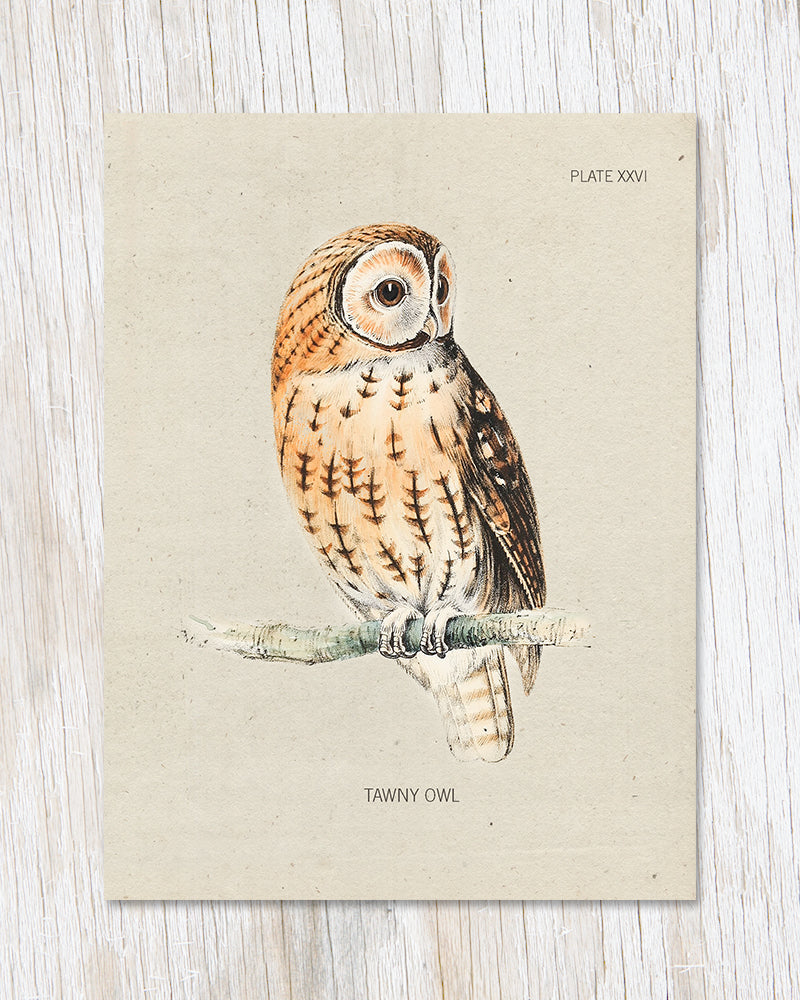 Tawny Owl Bird Specimen Greeting Card