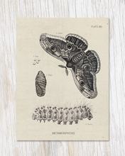 Load image into Gallery viewer, Metamorphosis Moth Specimen Card

